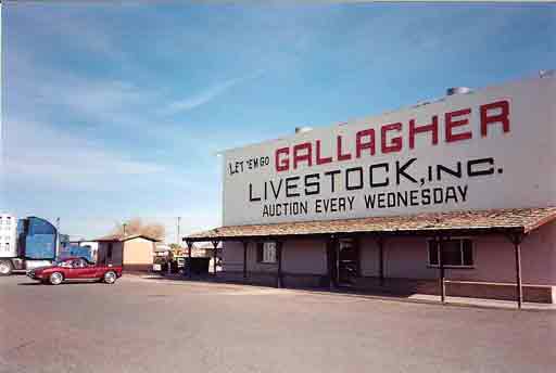 Gallagher Livestock (2)