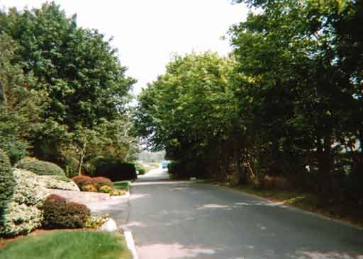 Driveway of the Adams Mansion - August, 2009